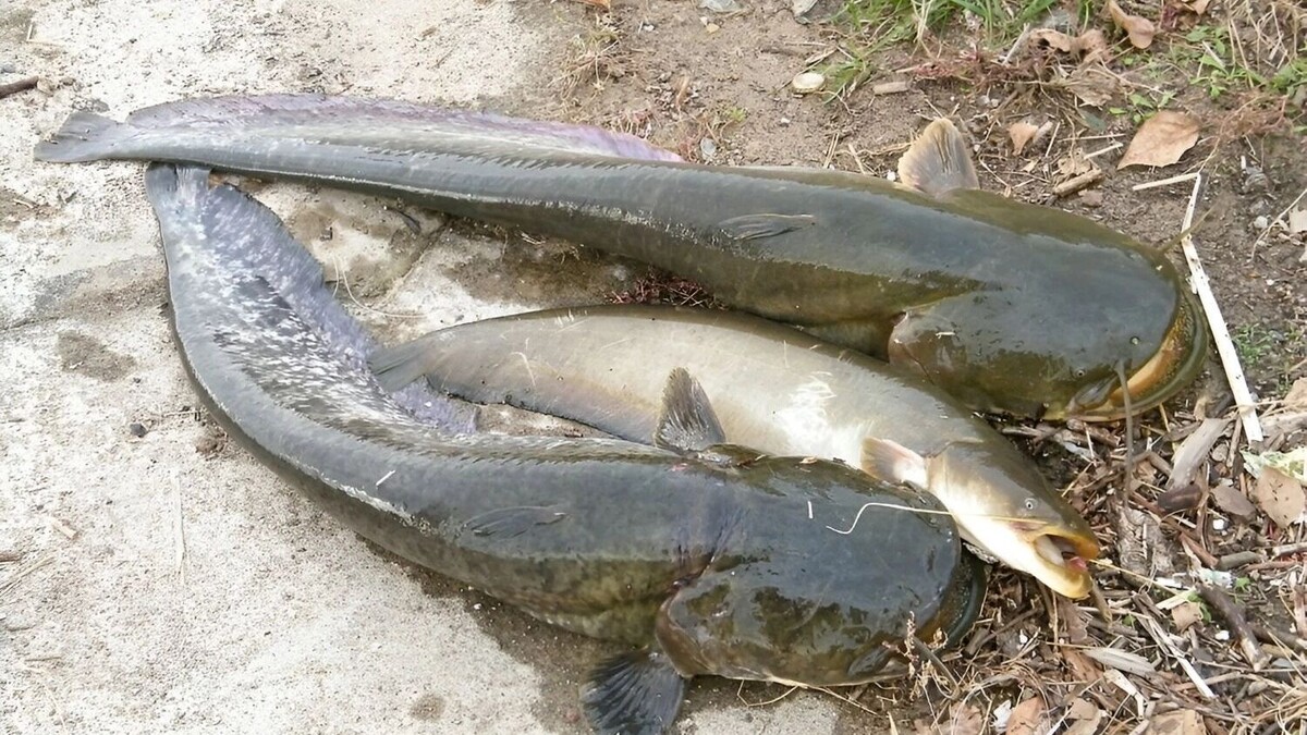     Источник: transsibinfo.com