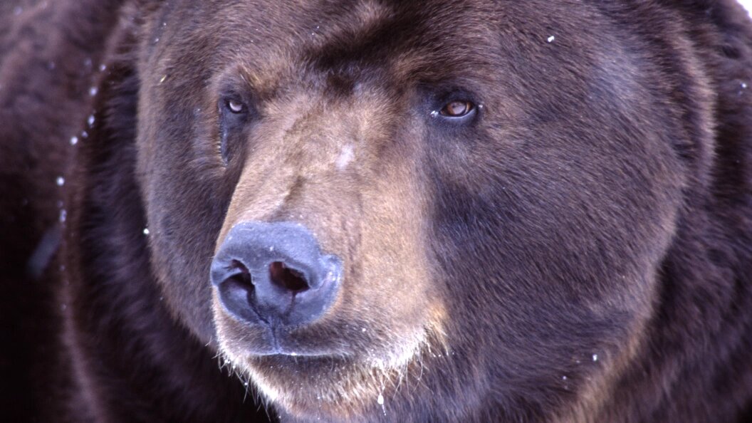    Фото: Konstantin Mikhailov/Globallookpress