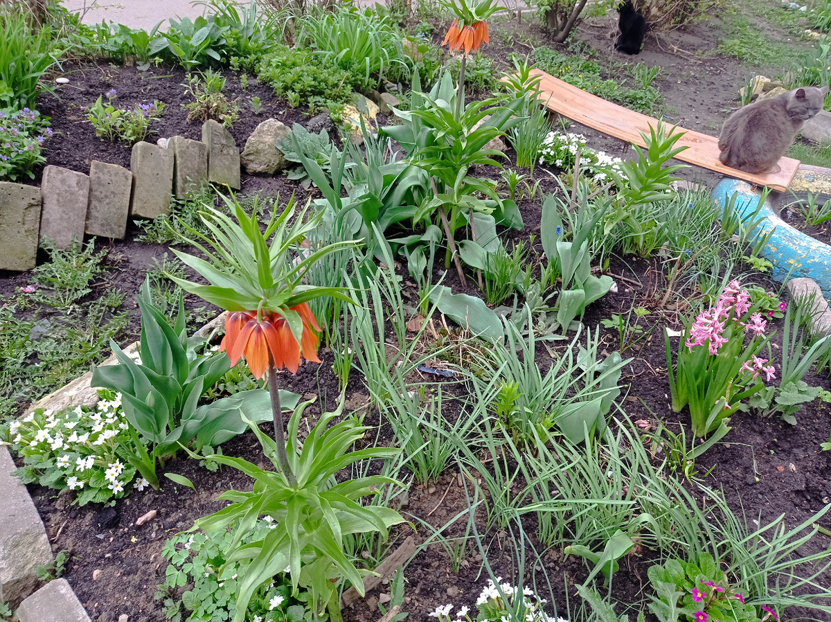 Вот такая красота на одной из клумб у дома -  цветут рябчик, примулы и гиацинт, а красавец кот их караулит!
