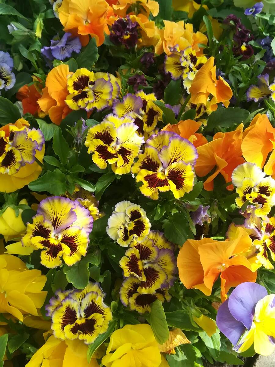 самые обожаемые - Viola wittrockiana Frizzle Sizzle