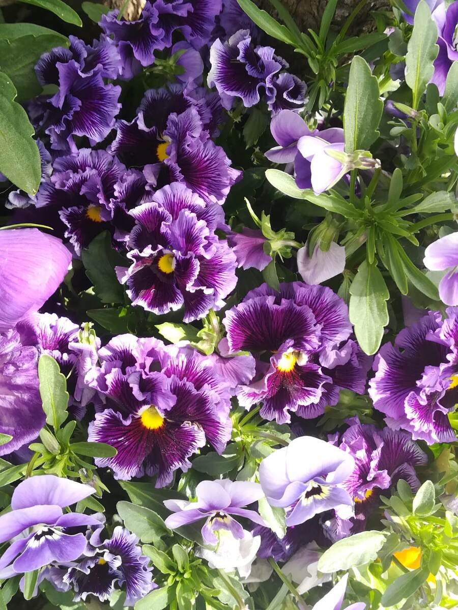 Viola wittrockiana Frizzle Sizzle