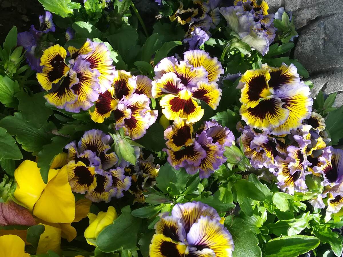 Viola wittrockiana Frizzle Sizzle