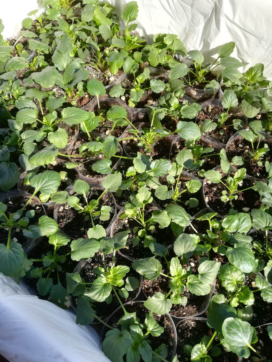 Рассада в марте, уже на улице. 