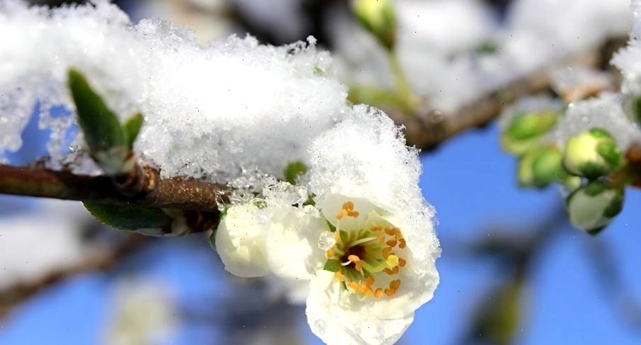 Рис. 1 Снег на яблоне. 