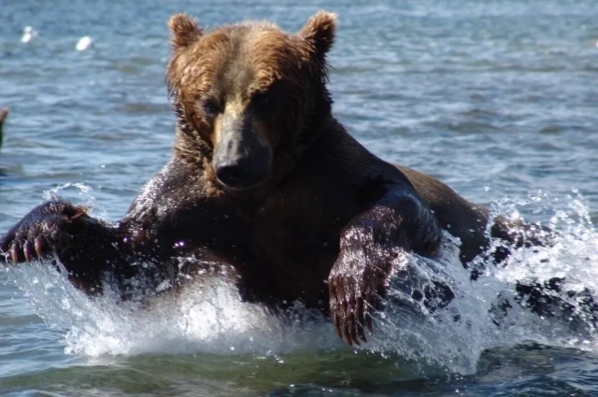    На Камчатке отмечен массовый выход бурых медведей из берлог