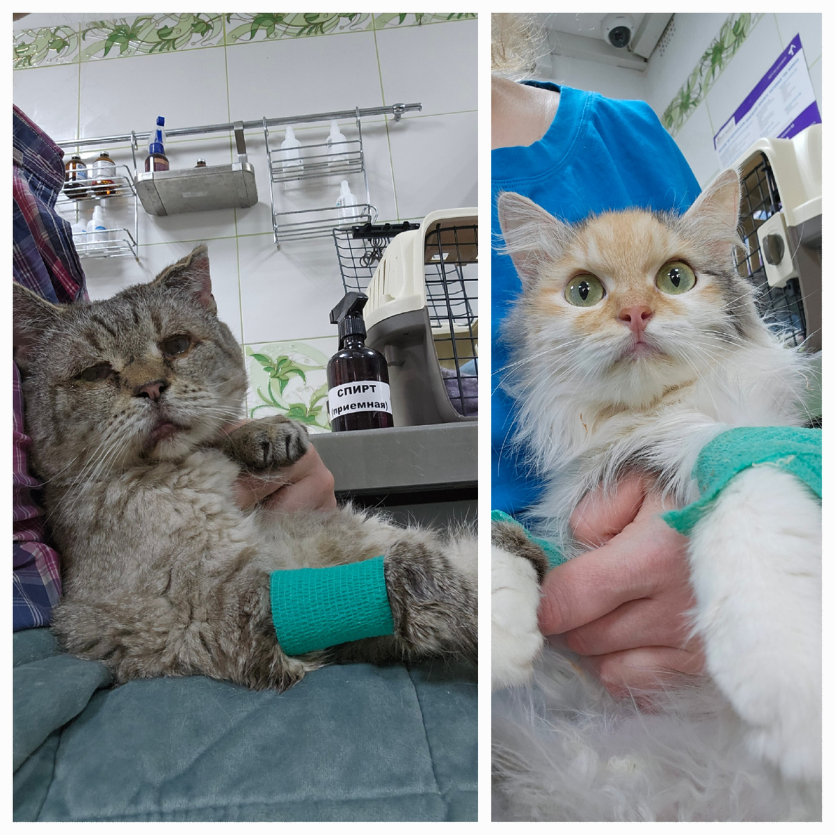 Фото автора. Мордатый дед МОТЯ и Фасолька.