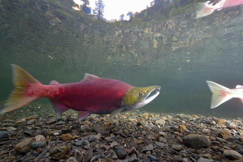    Фото: Roland Hemmi/Globallookpress