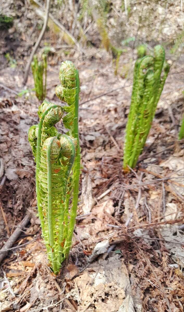 фото Дмитрия 27.04.25