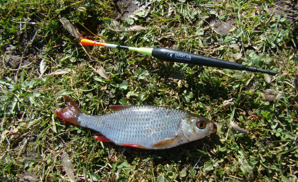 Плотва пойманная на поплавочную снасть. Источник фото tvoyulov.ru