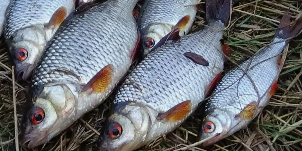 Рыба плотва пойманная на поплавочную снасть. Источник фото travelwoorld.ru