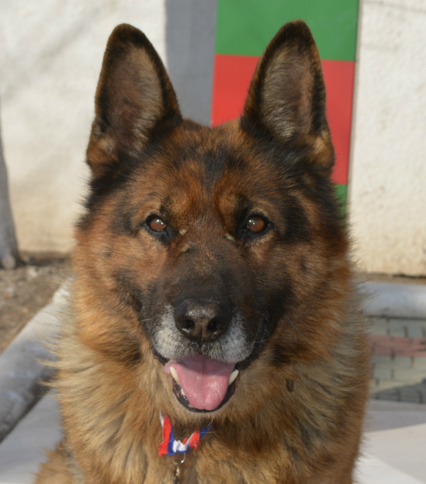 Фот о из Яндекса