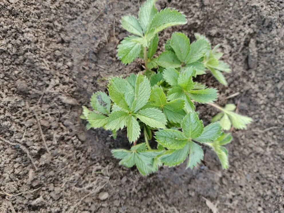 Вот такая симпатичная листва у лапчатки