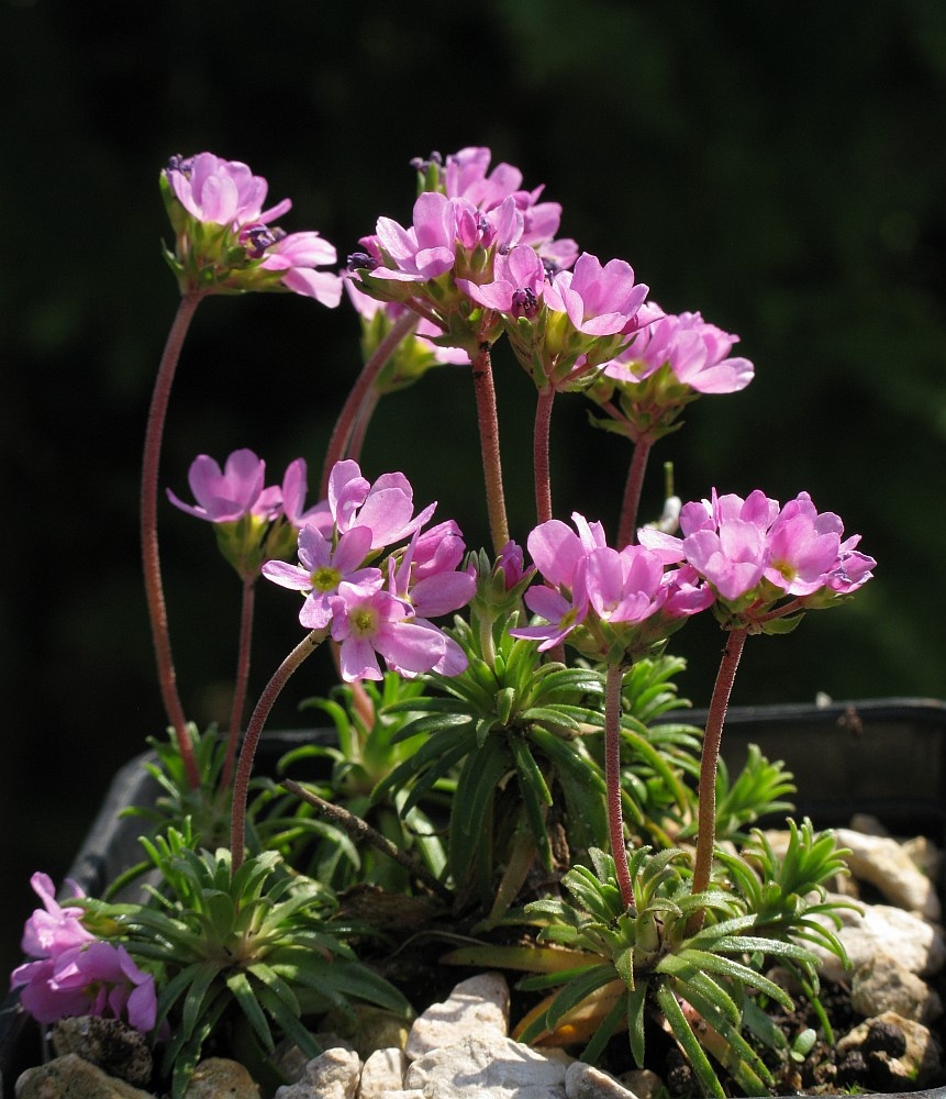 Источник: Плантариум, фото Юрия Пирогова