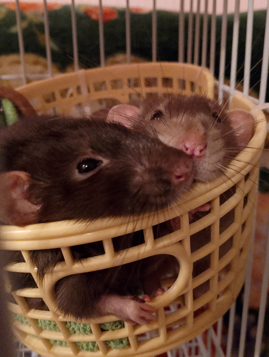 Тëма и Сëма