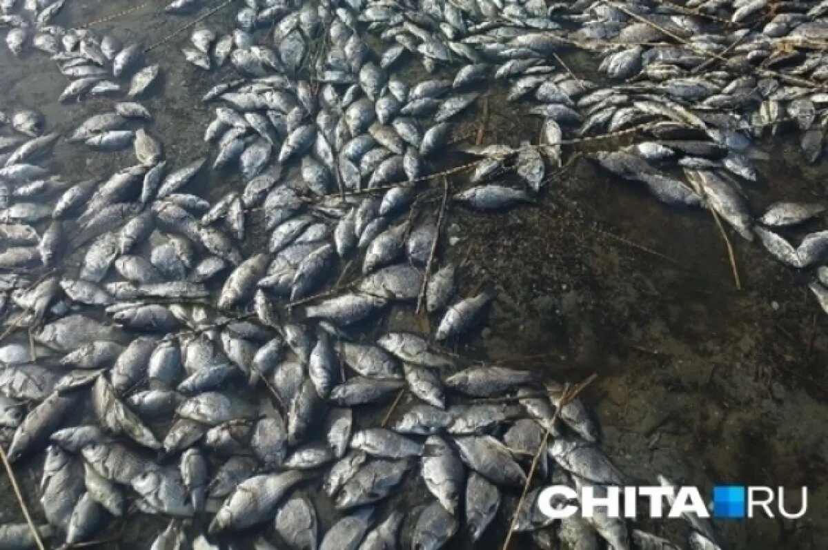    Массовый замор рыбы произошел на озере в Агинском округе