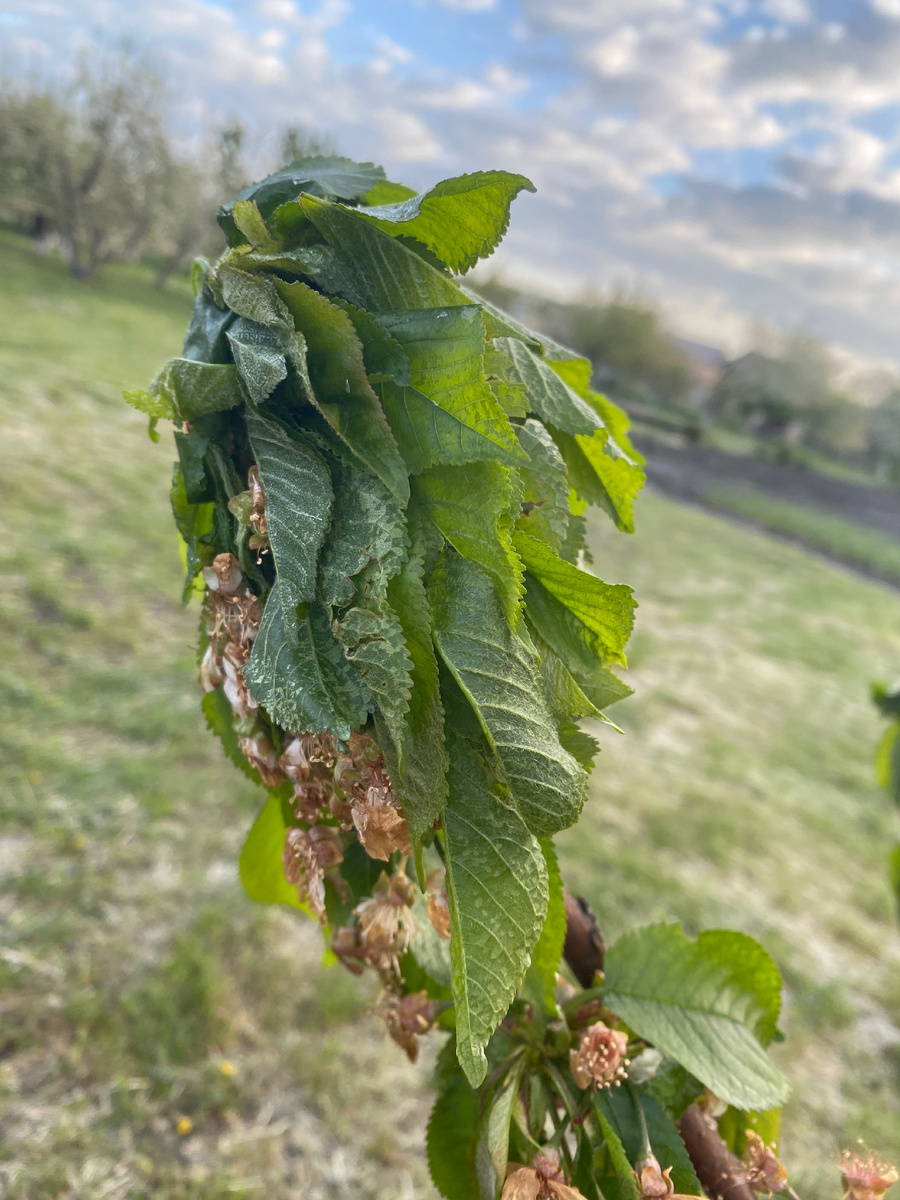 Черешне уже пять лет. Ягод так и не попробовала ни разу