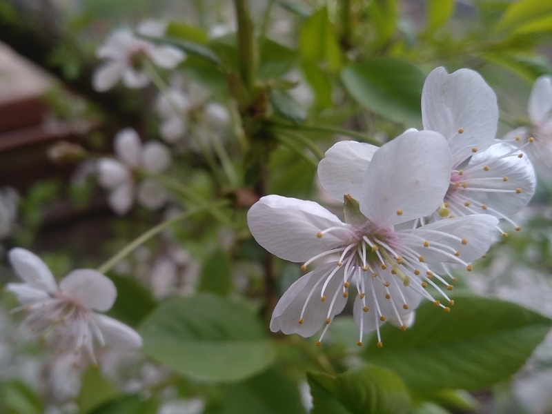 Цветки вишни
