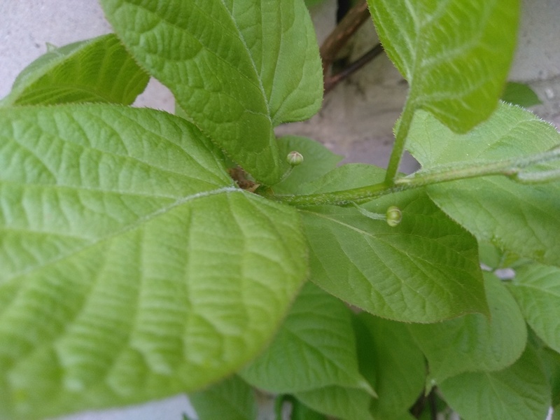 Бутоны актинидии. Юго-восток Московской области