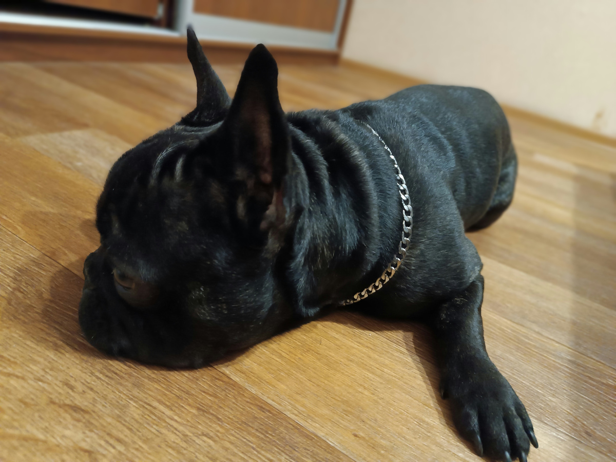 Тайсон отдыхает