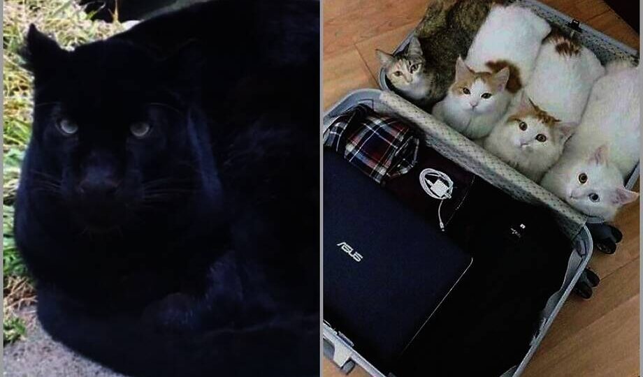 15 кошек, которые свернулись в маленькие пушистые комочки счастья