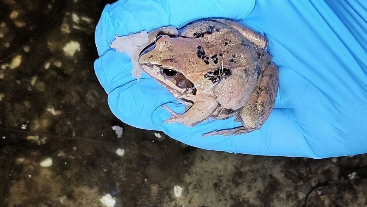     Автор: Юрий Буркун