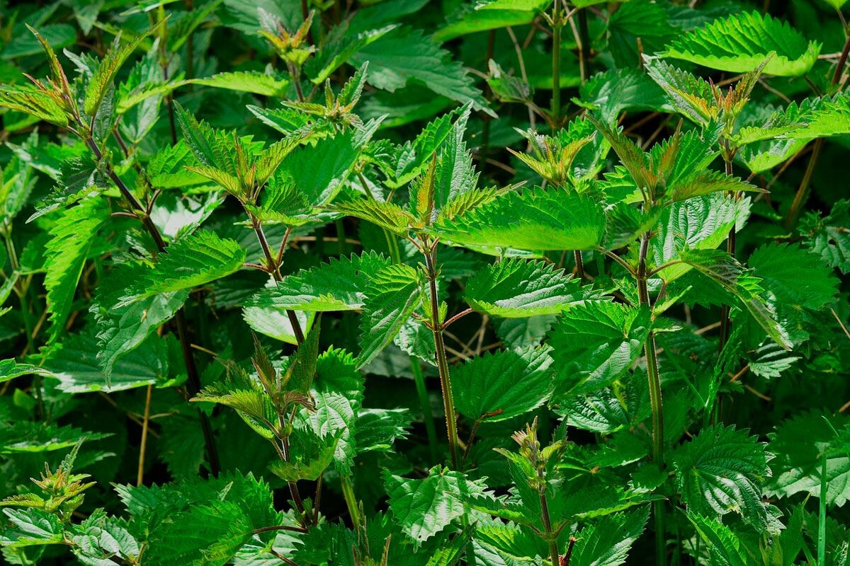    Фото: Sipa / Pixabay.com