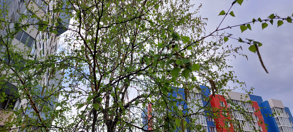   У подъезда распускается листва на березке.