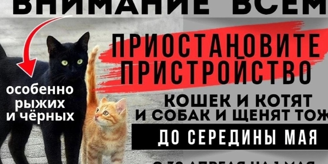 В Ярославле зооволонтеры просят не раздавать черных кошек и собак