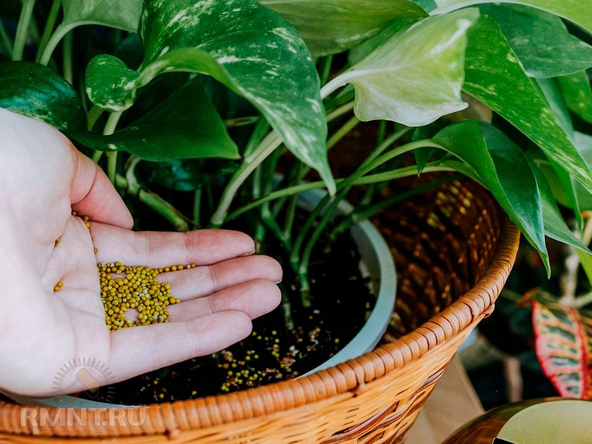   Фото thespruce.com