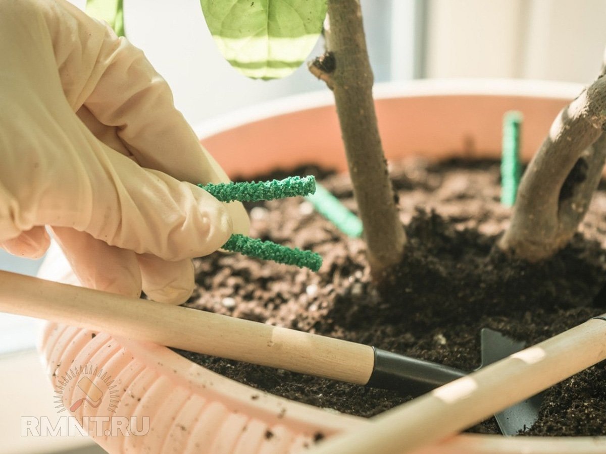   Фото gardeningknowhow.com