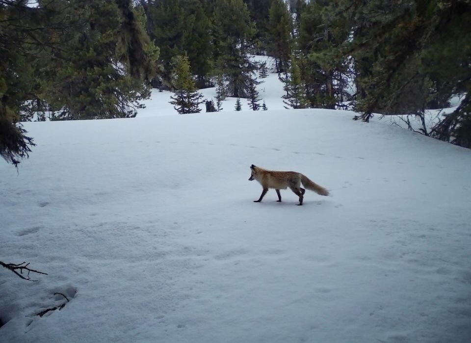    Лисица в зимней шубе в высокогорье Алтайского заповедника. Источник: Фотоловушка. Установка – Юрий Калинкин