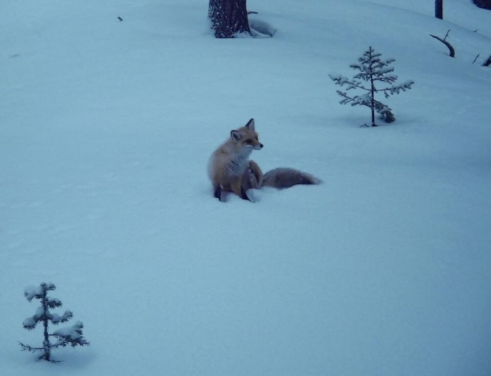    Лисица в зимней шубе в высокогорье Алтайского заповедника. Источник: Фотоловушка. Установка – Юрий Калинкин
