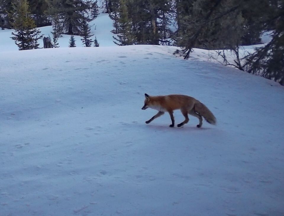    Лисица в зимней шубе в высокогорье Алтайского заповедника. Источник: Фотоловушка. Установка – Юрий Калинкин