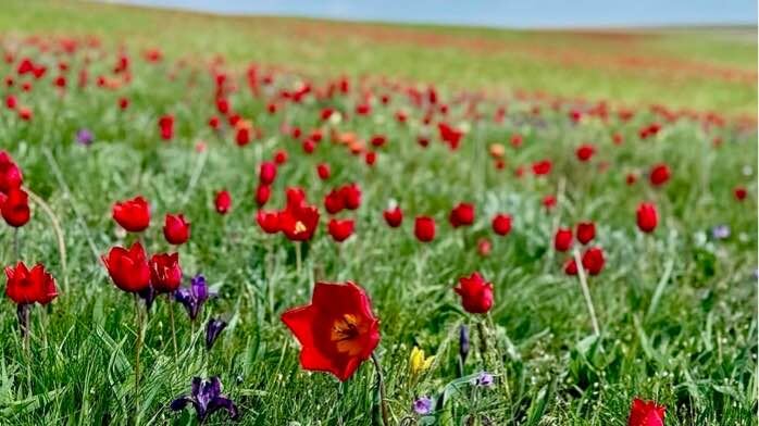 Тюльпаны (лазорики). Фото автора канала