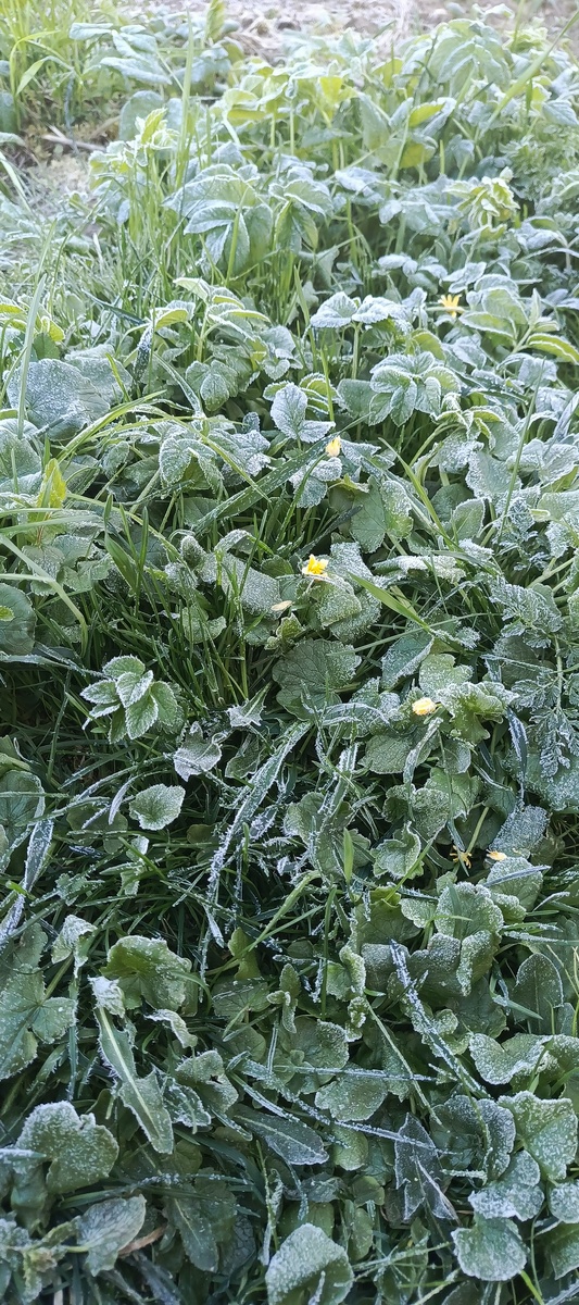 Заморозки сегодня. На 28.04 2025 в Тульской области.