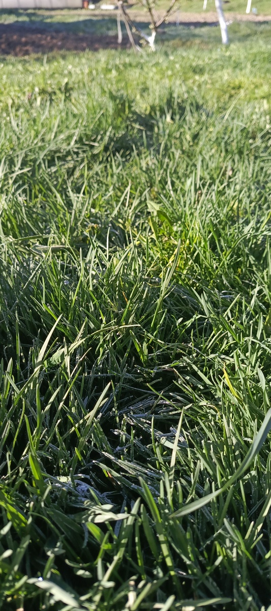 Заморозок у нас на траве