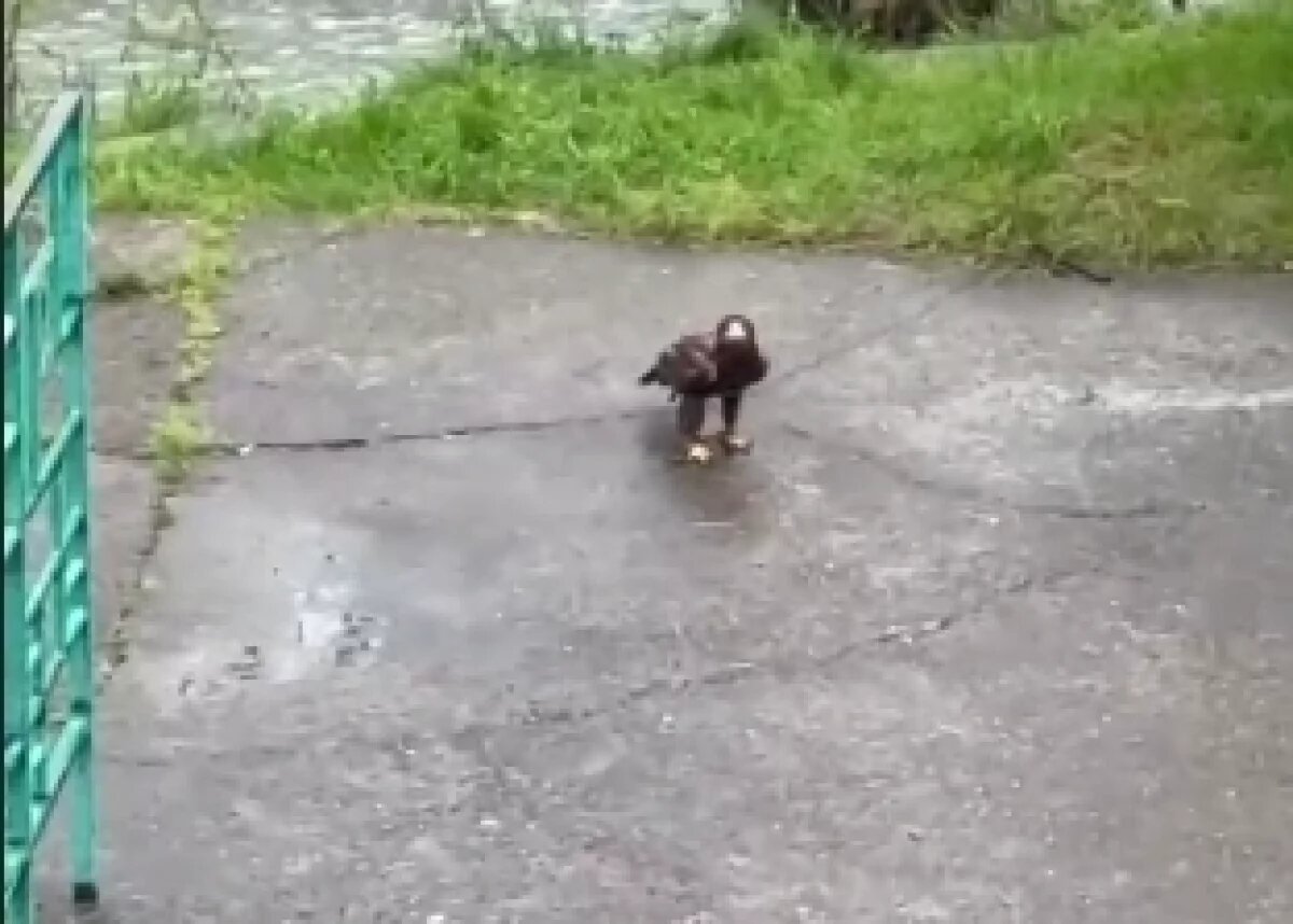    По Дагомысу несколько дней гуляет белохвостый орлан