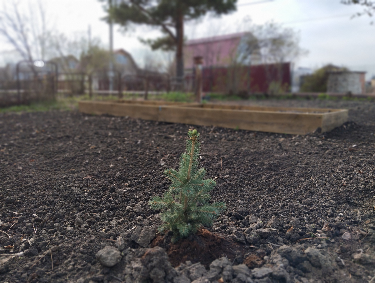 А это вот мои елочки-первогодки
