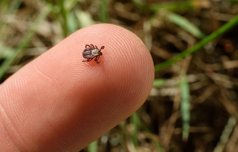    Shutterstock/FOTODOM