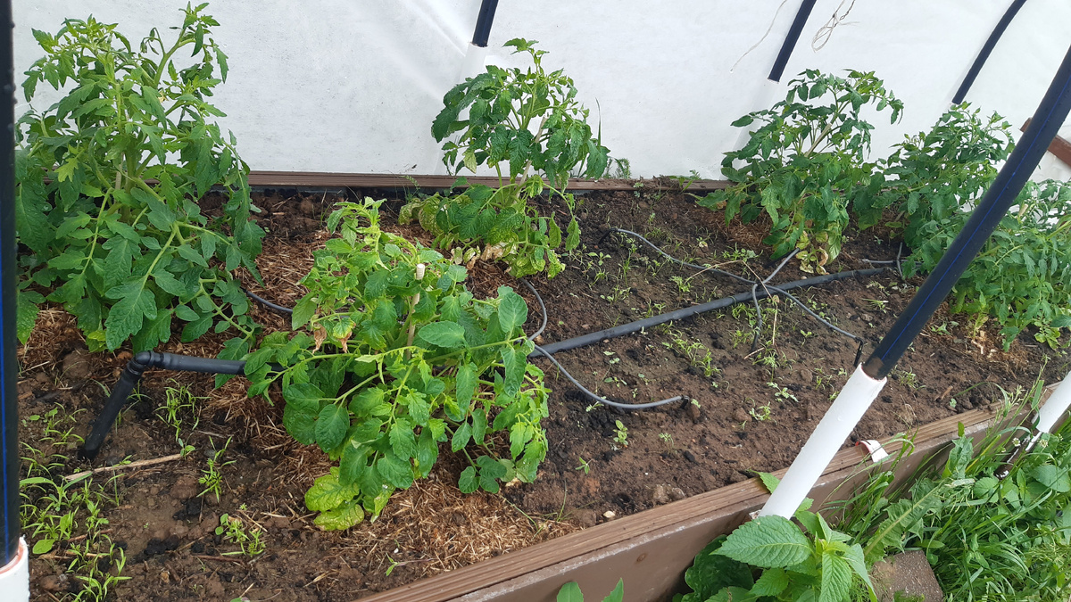 Расстояния между кустиками 50-70 см