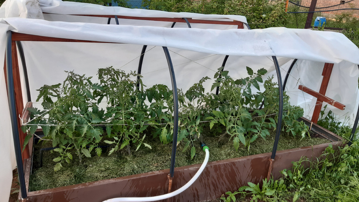 Мульчирование томатов травой