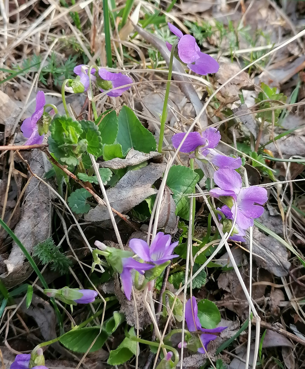 Какой-то местный первоцвет.