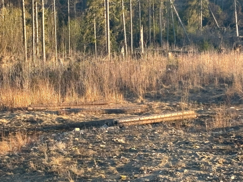    Лес на Старой Кукковке в Петрозаводске стремительно редеетАлександр Гнетнев / Фактор Новости