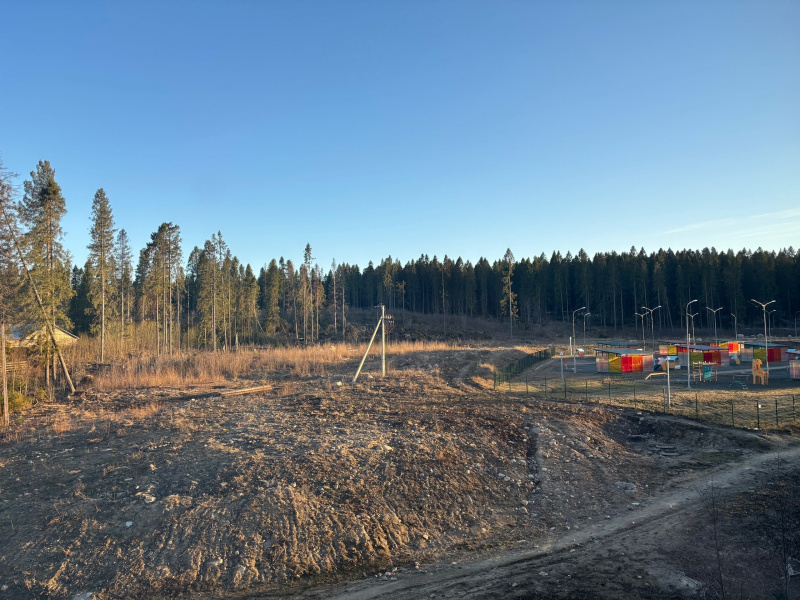    Лес на Старой Кукковке в Петрозаводске стремительно редеетАлександр Гнетнев / Фактор Новости