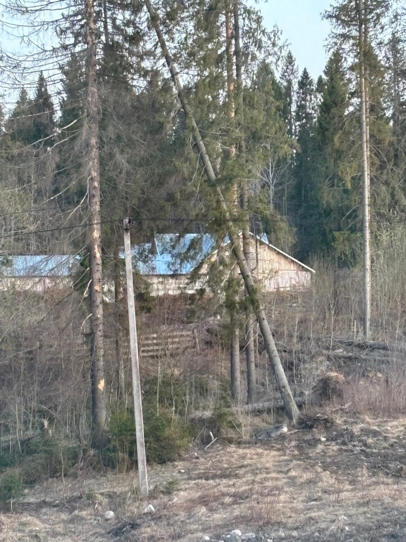    Лес на Старой Кукковке в Петрозаводске стремительно редеетАлександр Гнетнев / Фактор Новости