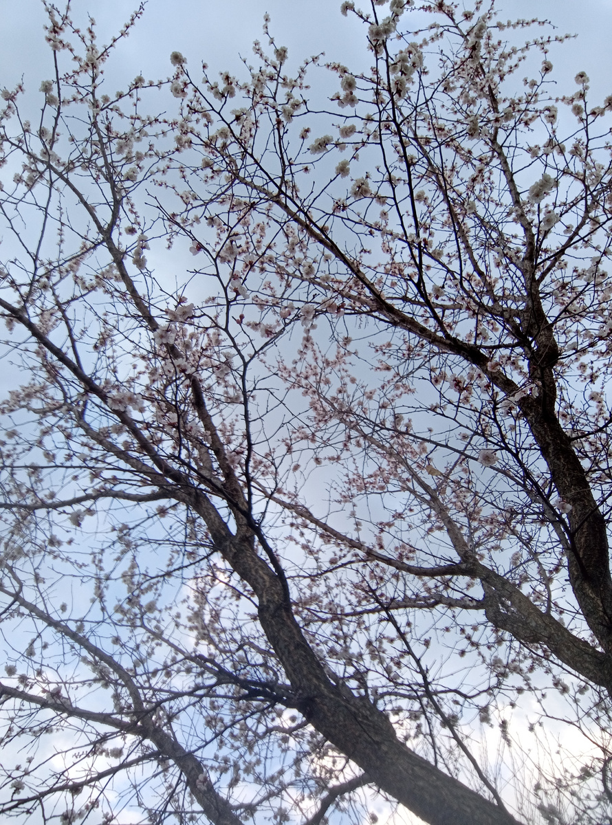 Абрикосы цветут