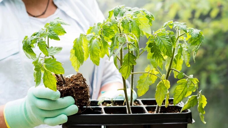     Рассада. freepik.com/freepik.