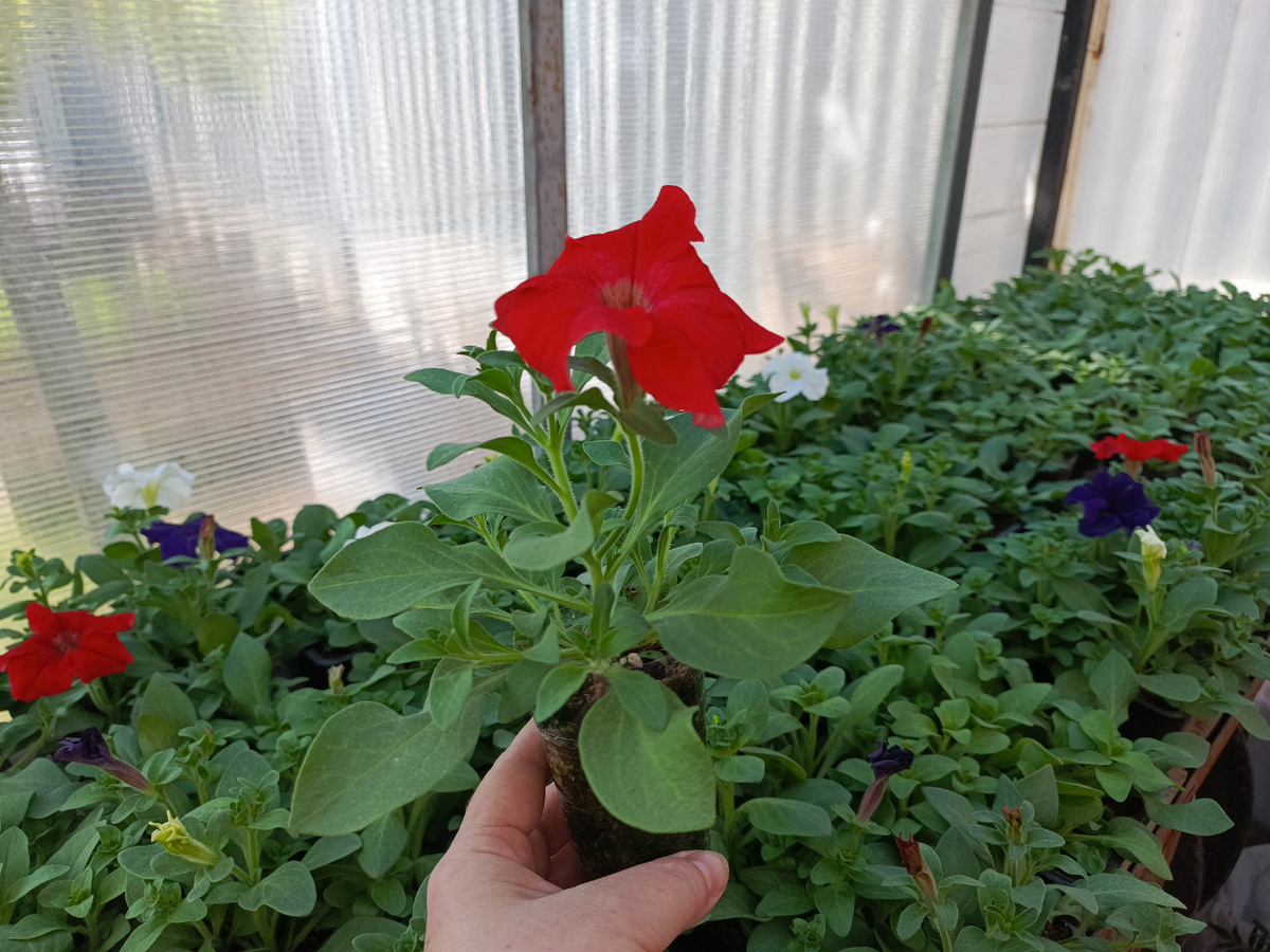 Tritunia Red в 0,2 ст