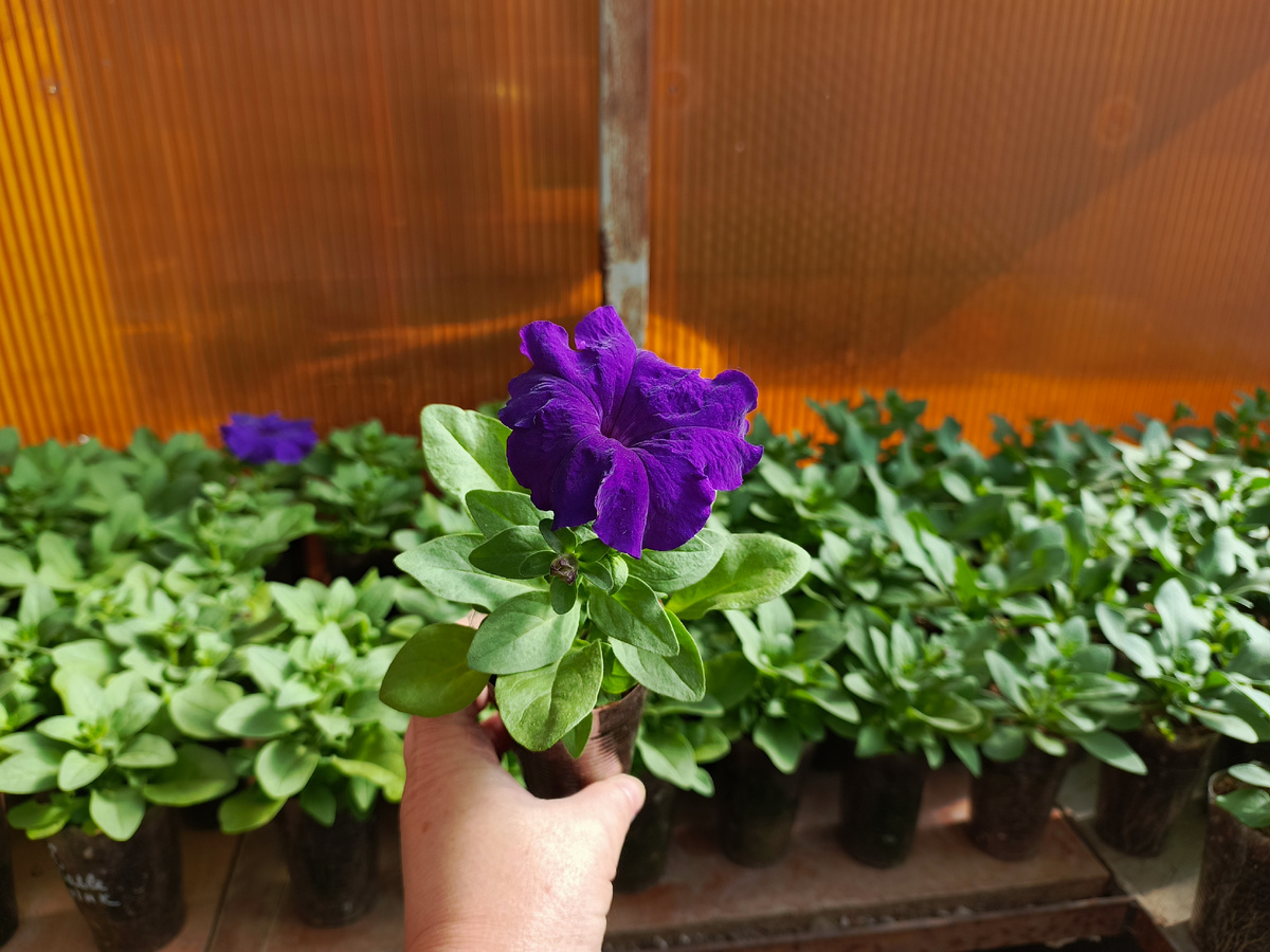 Петуния крупноцветковая (Petunia grandiflora F1) Eagle Blue.
