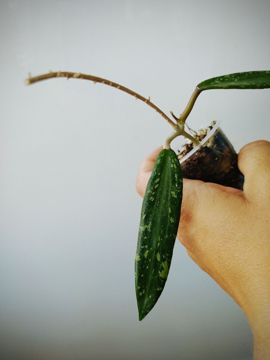 Hoya sp. SR-2007-13 From Loei Province. Фото: Евгения Марковская